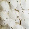 Tumbler Home White Sand Dollars 2.5"-3" - 20pcs - Wedding Seashell Craft - Hand Picked and Professionally Packed view 1