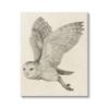 Stupell Industries Flying Barn Owl Wings Detailed Monochrome Drawing, Design by Grace Popp view 1