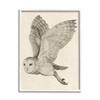 Stupell Industries Flying Barn Owl Wings Detailed Monochrome Drawing, Design by Grace Popp view 1