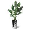 Artificial Tree in Contemporary Granite Effect Planter, Fake Bird of Paradise Silk Trees for Indoor and Outdoor Home Decoration - 67" Overall Tall (Plant Pot Plus Tree) view 2