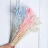 20Pcs Dried Flowers Black 001 Bunny Tail Grass Natural Fleurs Sechees Dry Flower Wedding Home Decor for Living Room Ltpink 20pcs no vase view 2
