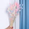 20Pcs Dried Flowers Black 001 Bunny Tail Grass Natural Fleurs Sechees Dry Flower Wedding Home Decor for Living Room Ltpink 20pcs no vase view 3