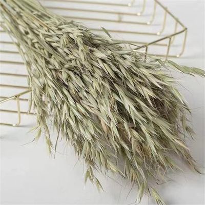 10PCS Dried Natural Plant Oats Branch,Real Dry Eternal Ears of Wheat Flower Bouquet for Home Room Decor,Wedding Decoration Raw Color 10pcs no vase