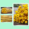 50Pcs/Lot Natural Art Dried Fake Flower Arrangement Party DIY Artificial Flower for Home Garden Decoration Valentine's Day t Yellow view 4