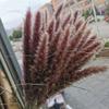 15Pcs Dried Small Pampas Grass Flowers Artificial Plants for Decoration Real Plants Home Decor Wedding Decoration 15 pcs no vase 15Pcs view 2