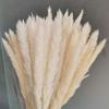 15Pcs Dried Small Pampas Grass Flowers Artificial Plants for Decoration Real Plants Home Decor Wedding Decoration White no vase 15Pcs view 3