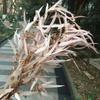 60G/30-40Cm,Natural Preserved Eucalyptus Leaves Bouquet,Eternal Display Arrange Flowers for Wedding Home Decoration Accessories red view 2