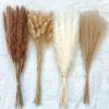 100Pcs/Lot Pampas Set Decoration Fluffy Natural Living Room Decoration Tall Pampas Grass Dried Flowers Bouquet Boho Home Decor 100 Stems About 55cm(No Vase) view 2