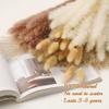 100Pcs/Lot Pampas Set Decoration Fluffy Natural Living Room Decoration Tall Pampas Grass Dried Flowers Bouquet Boho Home Decor 100 Stems About 55cm(No Vase) view 4