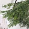 1 Bouquet Real Dried Natural Preserved Flowers Bouquet,Decorative Eternal Grass for Home Decoration Green one bouqurt no vase view 1