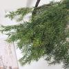 1 Bouquet Real Dried Natural Preserved Flowers Bouquet,Decorative Eternal Grass for Home Decoration Rosy one bouqurt no vase view 3