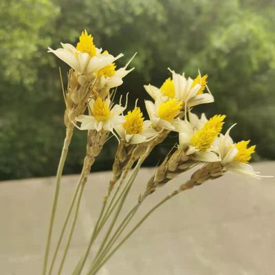 10Pcs/30Cm,Dried Craft Wheat and Natural Plant Flower Bunches,DIY Display Flowers for Wedding Party Home Arrangement Decoration 1