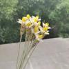 10Pcs/30Cm,Dried Craft Wheat and Natural Plant Flower Bunches,DIY Display Flowers for Wedding Party Home Arrangement Decoration 1 view 2