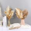 1 Set Wedding Flower Phragmites Reed Rabbit Tail Dried Flower Natural Pampas Grass Decor Christmas Home Living Room Decoration E 35-40cm No Vase view 4