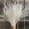 35-45CM/About 40G Decorative Real Natural Dried Flowers Preserved Mini Green Fan Bouquet,Eternelle Dry Scallop Flower,Home Decor 04 view 2