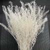 35-45CM/About 40G Decorative Real Natural Dried Flowers Preserved Mini Green Fan Bouquet,Eternelle Dry Scallop Flower,Home Decor 04 view 3