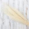 50Pcs/Bouquet,Dry Flowers Natural Preserved Flowers,Real Eternal Plant Grass for Wedding Party Home Table Decoration Accessories Burgundy 1 Bouquet 50pcs view 3