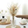 1 Set Natural Pampas Grass Decor Dried Flower Reed Plants Wedding Flower Bouquet Natural Phragmites Christmas Home Room Decor A 35-40cm No Vase view 2
