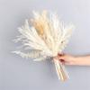 1Set Reed Pampas Wheat Ears Rabbit Tail Grass Natural Dried Flowers Bouquet Decoration for Wedding Party Bohemian Room Home D 35-40cm No Vase view 1