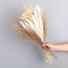 1Set Reed Pampas Wheat Ears Rabbit Tail Grass Natural Dried Flowers Bouquet Decoration for Wedding Party Bohemian Room Home D 35-40cm No Vase view 4