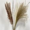 15Pcs Dried Small Pampas Grass Flowers Artificial Plants for Decoration Real Plants Home Decor Wedding Decoration Mix 15Pcs view 1
