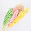 2Pcs Natural Dried Flowers Preserved Sorghum Bouquet,Eternelle Display Flowers Wedding Home Party Decoration Accessories 1 White 2pcs no vase view 3