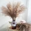 30PCS Real Reed Small Pampas Grass Wedding Bunch Natural Home Decor Dried Flowers Phragmites Ornamental Bulrush Flo B no vase Brown view 3