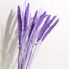 10Pcs Real Dry Flower Bouquet Natural Dried Flower Black Pampas Grass Wheat Grain Home Wedding Table Decoration Dry Plants Purple 10Pcs view 1