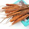 10PCS Real Plant Flower Grain Wheat Ears Dried Natural Flowers Bouquet Wedding Marriage Decoration DIY Material Home Room Decor Orange view 1