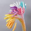 10PCS Real Plant Flower Grain Wheat Ears Dried Natural Flowers Bouquet Wedding Marriage Decoration DIY Material Home Room Decor Orange view 2