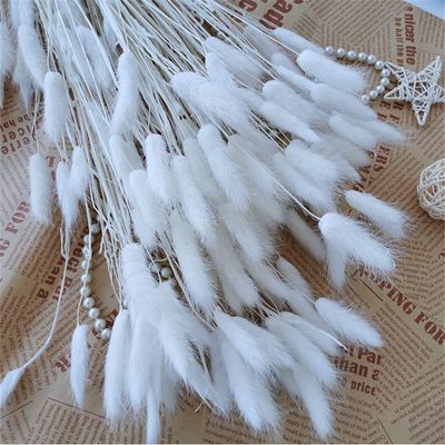 15Pcs Real Dry Flower Rabbit Tail Grass Dried Natural Flowers Pampas Grass Wedding Marriage Decoration Home Table Accessories White 15pcs
