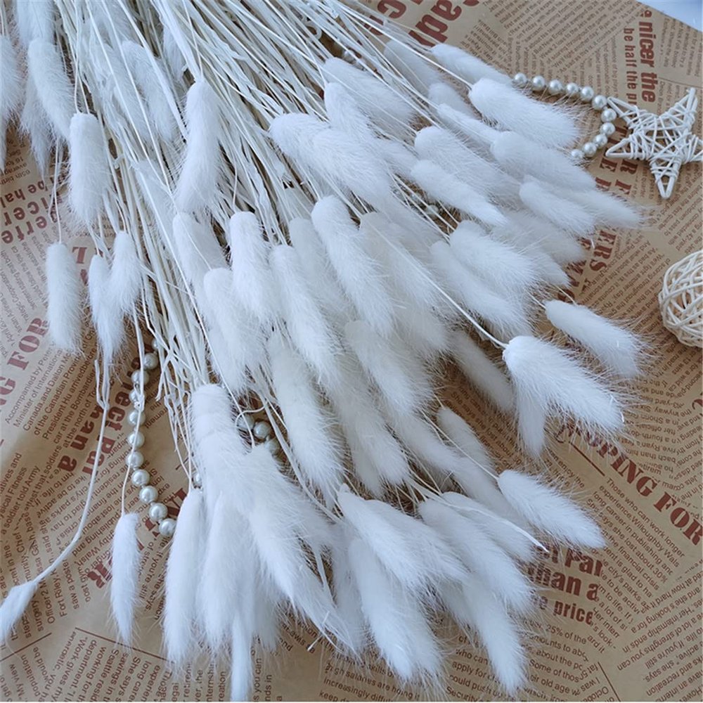 15Pcs Real Dry Flower Rabbit Tail Grass Dried Natural Flowers Pampas Grass Wedding Marriage Decoration Home Table Accessories White 15pcs