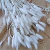 15Pcs Real Dry Flower Rabbit Tail Grass Dried Natural Flowers Pampas Grass Wedding Marriage Decoration Home Table Accessories White 15pcs view 1