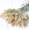 15Pcs Real Dry Flower Rabbit Tail Grass Dried Natural Flowers Pampas Grass Wedding Marriage Decoration Home Table Accessories White 15pcs view 2