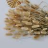 15Pcs Real Dry Flower Rabbit Tail Grass Dried Natural Flowers Pampas Grass Wedding Marriage Decoration Home Table Accessories White 15pcs view 3