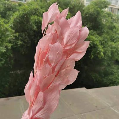 5Pcs/40Cm,Natural Preserved Orange Leaf Bouquet,Display Eternell Dracaena Flowers Branch for Wedding Party Home Decoration pink1