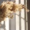 15Pcs Dried Pampas Grass Natural Phragmites Reed Wedding Flowers Decoration Table Bulrush Party Dry Flower Bunch Home Decor 20pcs no vase 60cm view 3