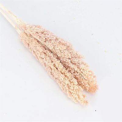 2Pcs Natural Dried Flowers Preserved Sorghum Bouquet,Eternelle Display Flowers Wedding Home Party Decoration Accessories 1 Beige 2pcs no vase