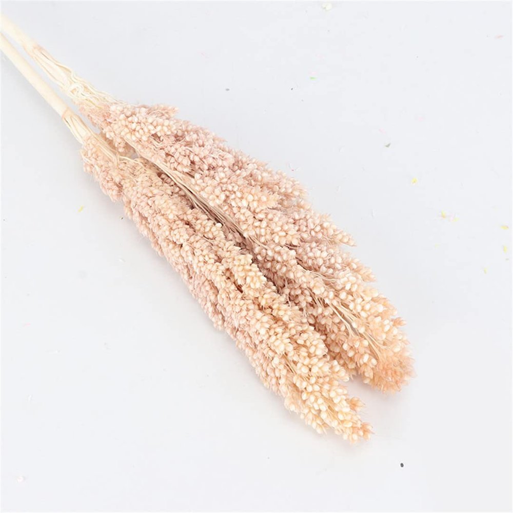 2Pcs Natural Dried Flowers Preserved Sorghum Bouquet,Eternelle Display Flowers Wedding Home Party Decoration Accessories 1 Beige 2pcs no vase