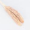 2Pcs Natural Dried Flowers Preserved Sorghum Bouquet,Eternelle Display Flowers Wedding Home Party Decoration Accessories 1 Beige 2pcs no vase view 1
