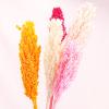2Pcs Natural Dried Flowers Preserved Sorghum Bouquet,Eternelle Display Flowers Wedding Home Party Decoration Accessories 1 Beige 2pcs no vase view 4