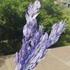 5Pcs/40Cm,Natural Preserved Orange Leaf Bouquet,Display Eternell Dracaena Flowers Branch for Wedding Party Home Decoration Purple