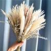 15Pcs Dried Small Pampas Grass Flowers Artificial Plants for Decoration Real Plants Home Decor Wedding Decoration as Chat 15Pcs view 1