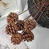 5Pcs Dried Flowers Natural Pine Cone Lotus Acorn Handmade Decorative Home Decoration DIY Crafting Accessories B 5 Pcs view 3