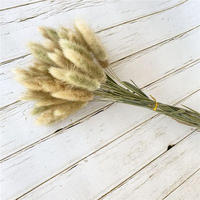 15Pcs Real Dry Flower Rabbit Tail Grass Dried Natural Flowers Pampas Grass Wedding Marriage Decoration Home Table Accessories Primary Color 15pcs