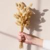 120 PCS Bunny Tails Dried Flowers, Dried Pampas Grass Bouquet, Boho Table Decor, White Pampas Grass small, dried bunny tails, Pampas Grass for Wedding, Home, Rustic Party, Baby Shower Decorations view 4