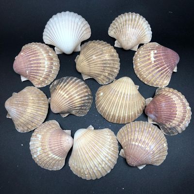 PEPPERLONELY 12PC Original Unpolished Mexican Deep Scallop Sea Shells, 2-3/4 Inch ~ 3-1/2 Inch