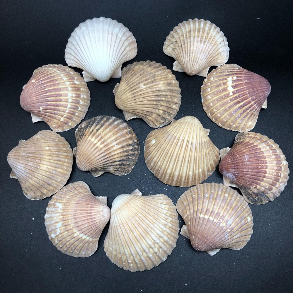 PEPPERLONELY 12PC Original Unpolished Mexican Deep Scallop Sea Shells, 2-3/4 Inch ~ 3-1/2 Inch