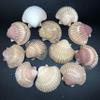 PEPPERLONELY 12PC Original Unpolished Mexican Deep Scallop Sea Shells, 2-3/4 Inch ~ 3-1/2 Inch view 1