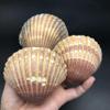 PEPPERLONELY 12PC Original Unpolished Mexican Deep Scallop Sea Shells, 2-3/4 Inch ~ 3-1/2 Inch view 2